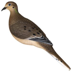 Avian APX Full Body Dove Decoys 6/ct